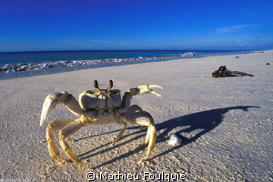 Glorieuses Ghost Crab by Mathieu Foulquié 